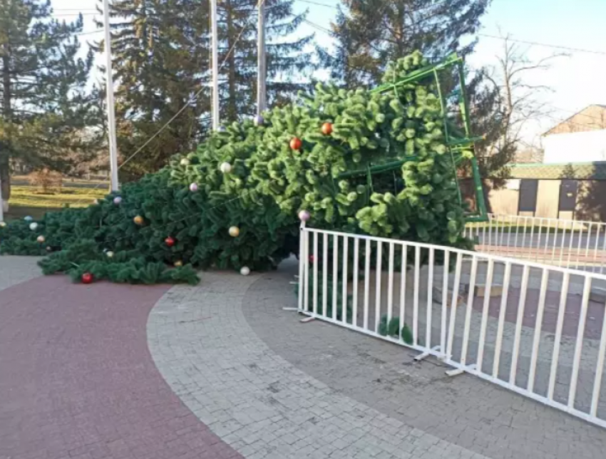 Новогодние елки из-за непогоды начали падать в Ростовской области
