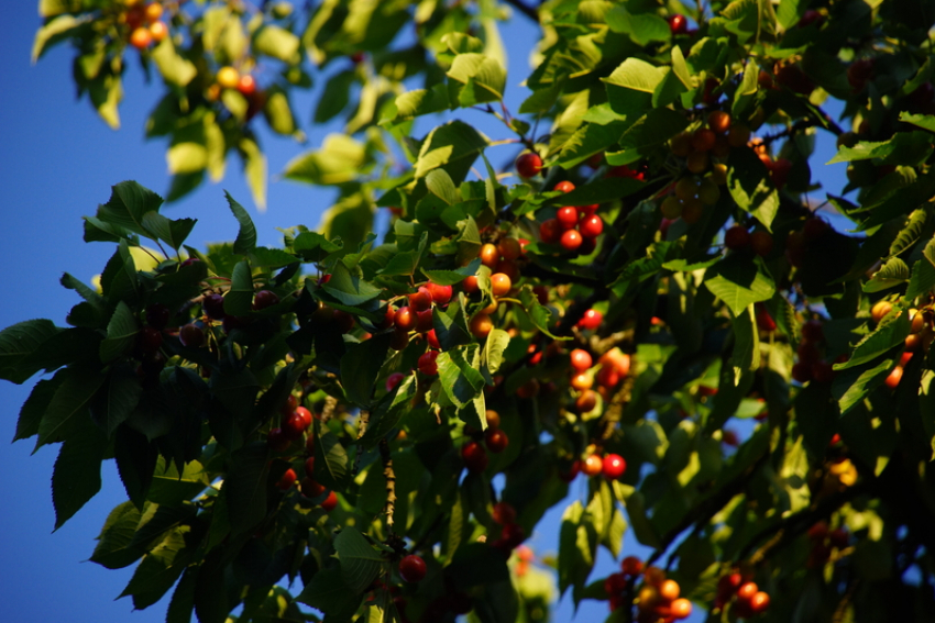 Крупная агрофирма из Ростовской области сообщила о стопроцентной гибели урожая черешни, сливы и яблок