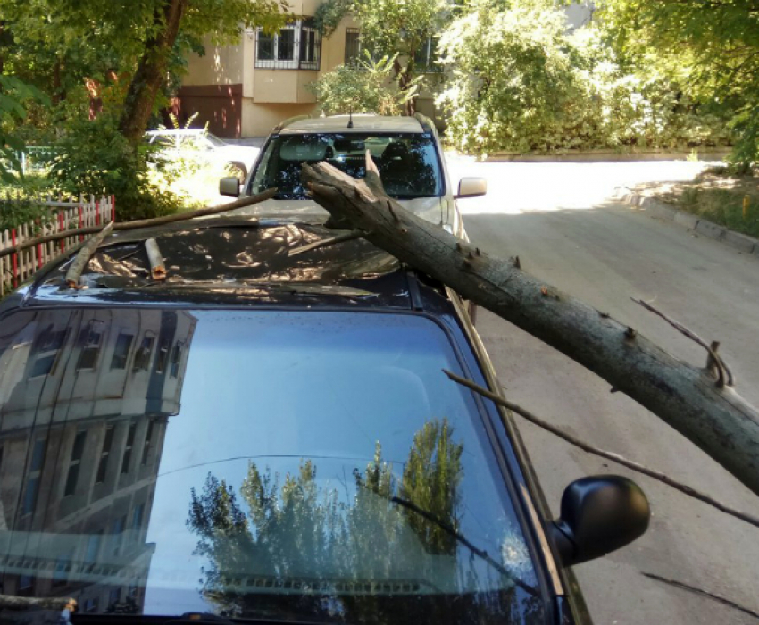 Рухнувшее дерево проломило крышу автомобиля во дворе Ростова