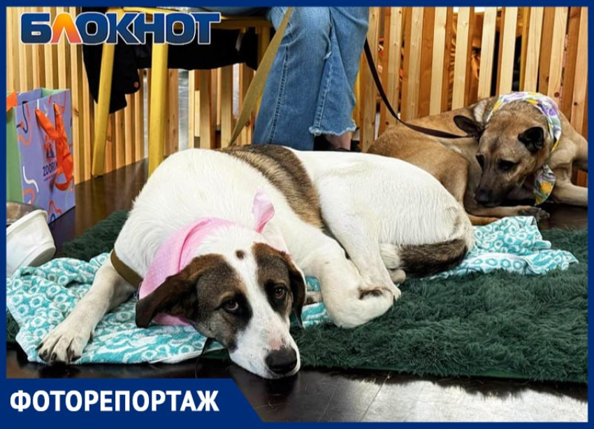 Один взгляд – и домой: как животные из приютов искали хозяев в Ростове – фоторепортаж