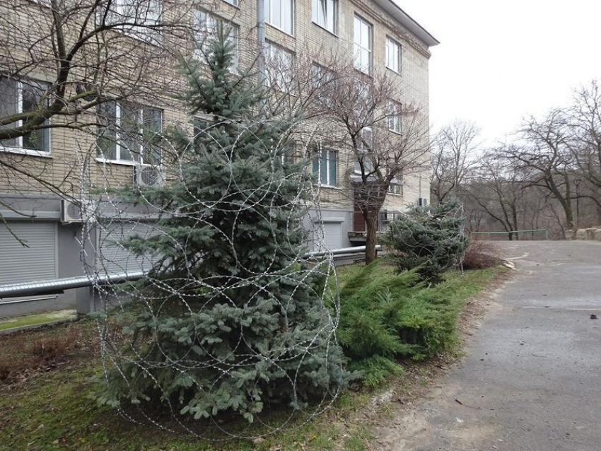 Ростовские елки «украсили» колючей проволокой