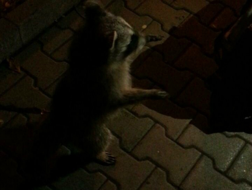 Ручной енот Кокос протянул свои лапки к ростовчанам в центре города