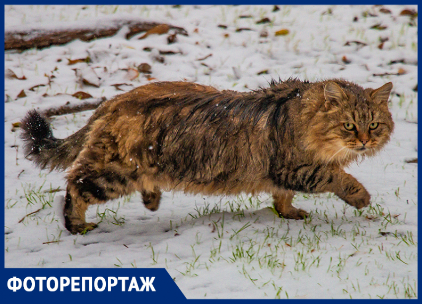 Мокрые коты, любовные надписи и листья под снегом: в Ростове пошел первый снег