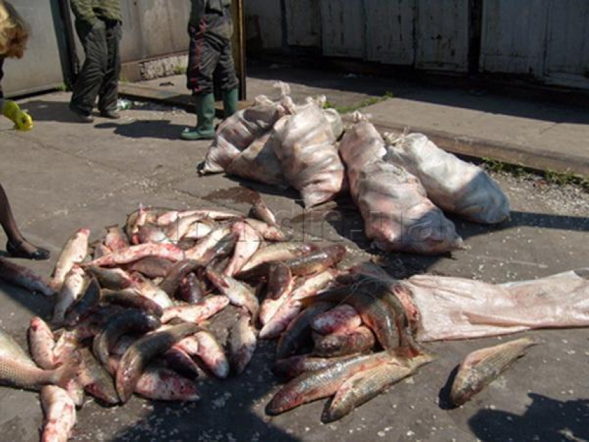Полторы тонны раков и 6 тонн рыбы изъяли в Ростовской области у браконьеров 