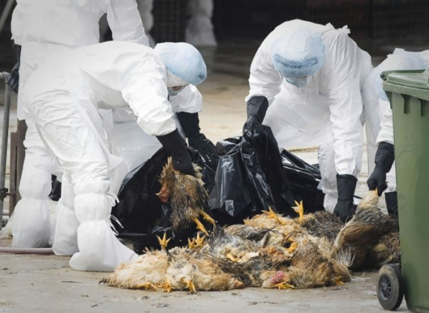  Всё поголовье уничтожили в очаге птичьего гриппа в Ростовской области