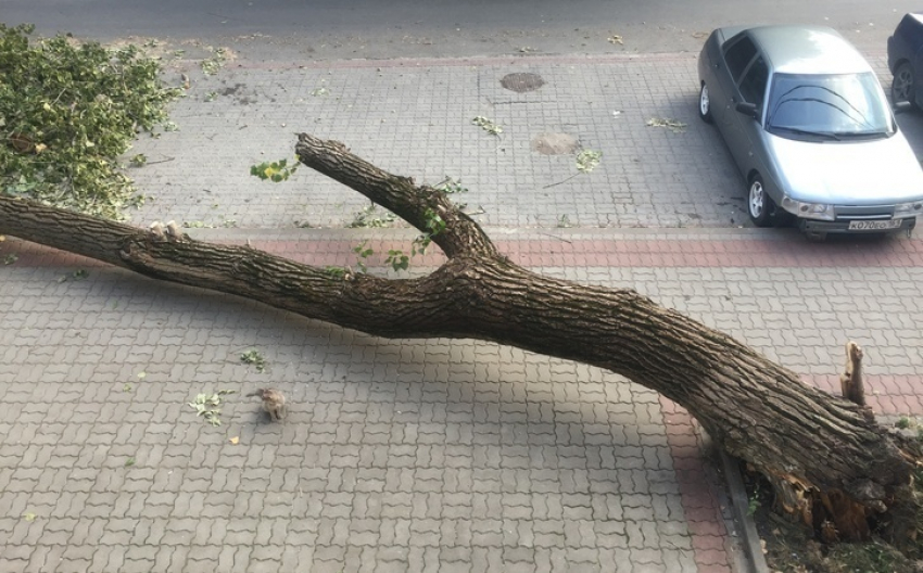 Два дня упавшее на тротуар дерево беспокоит жителей переулка Ашхабадский