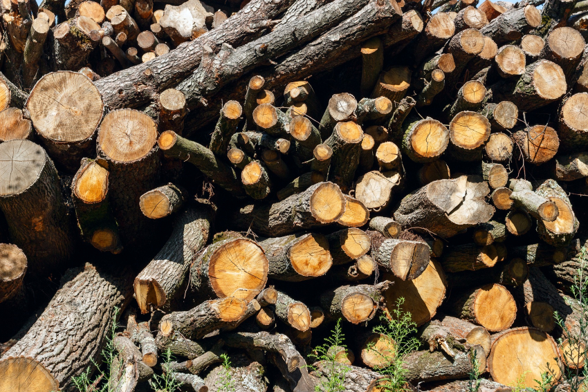 В парке Островского в Ростове срубят более 150 деревьев