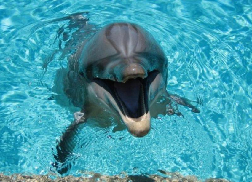 Дельфинам-азовкам в Ростовской области угрожает опасный вирус 