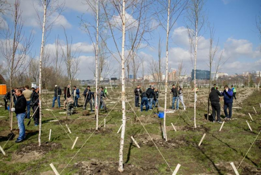 Застройщик ЖК на левом берегу Дона высадил 1000 деревьев у стадиона «Ростов Арена»