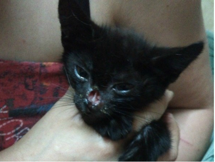 Дети-живодеры отрезали нос маленькому котенку и бросили его умирать на улице в Ростовской области