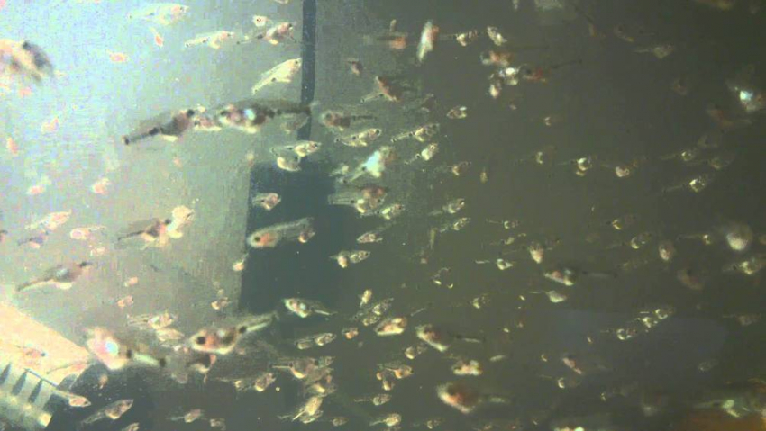 В Азовском районе в Дон выпустили 21 млн мальков леща