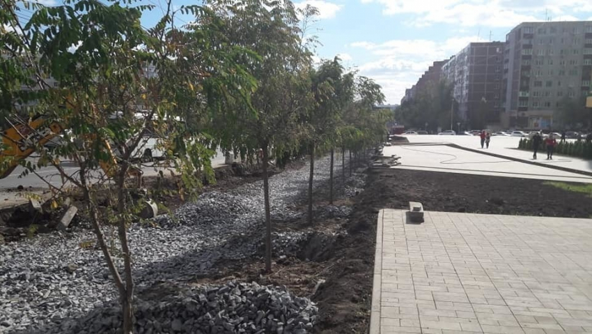 Умирающие от холода саженцы молодых деревьев пересадили ради парковки в Ростове