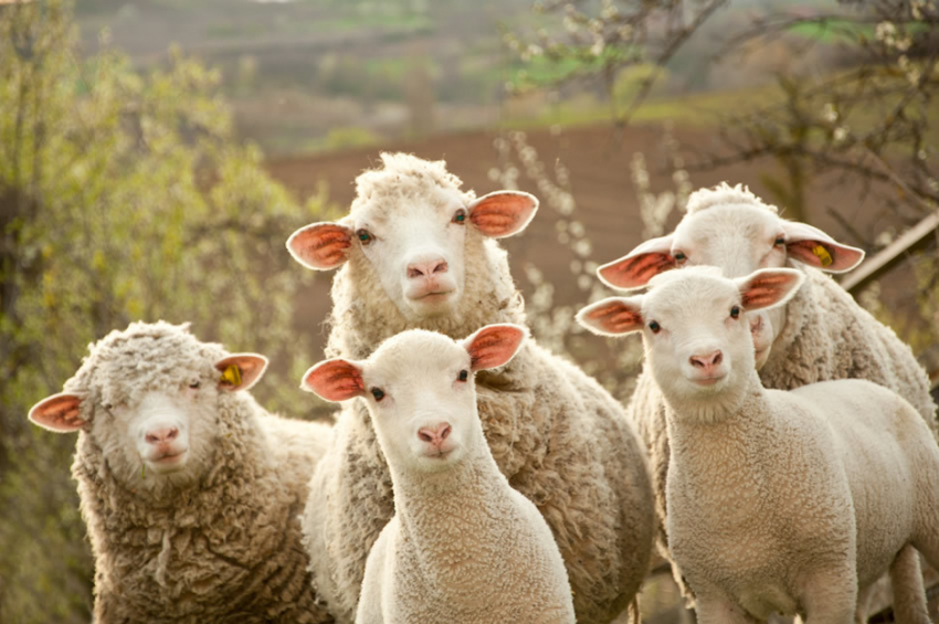 КАМАЗ, в котором ехали 300 овец, задержали в Ростовской области