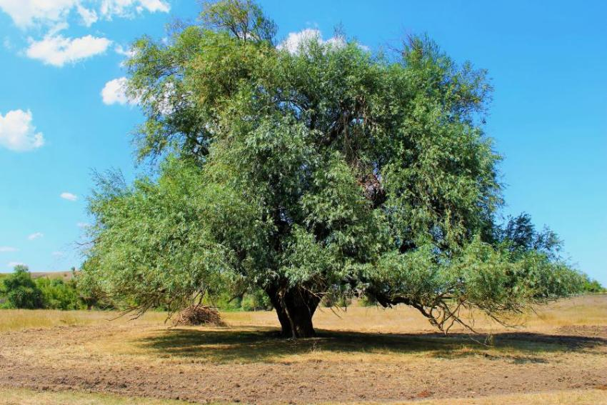 «Бабушке Иве» сделают УЗИ: легендарное дерево готовят к программе оздоровления на Дону