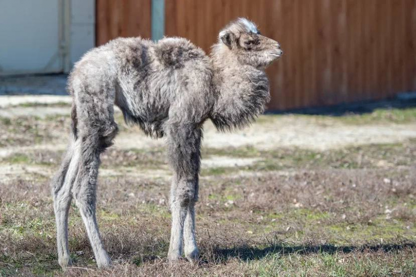 Маленькому верблюжонку из ростовского зоопарка выбрали имя