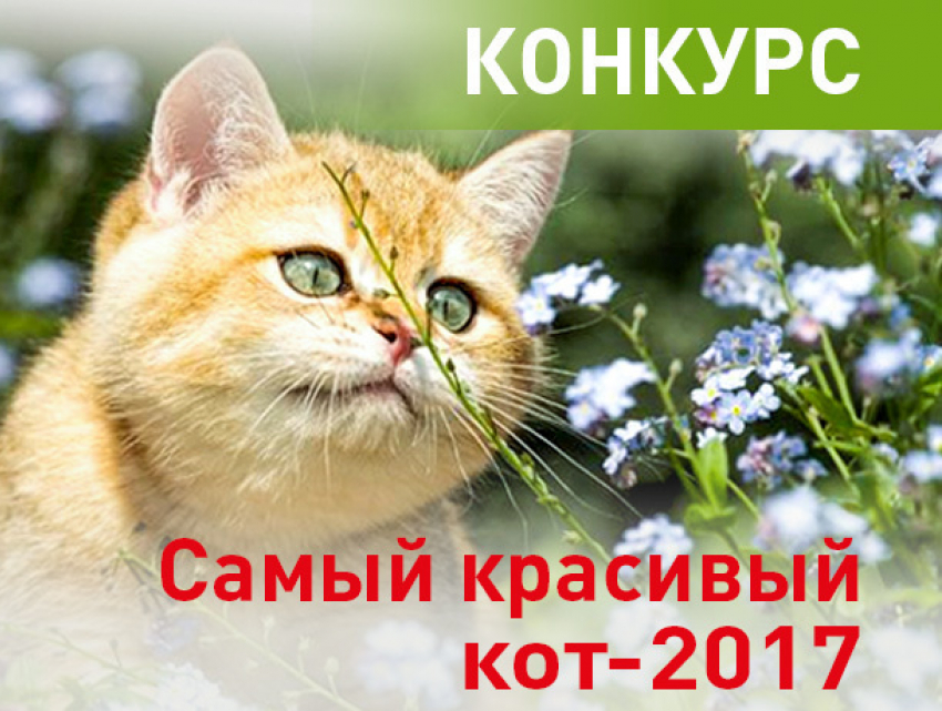 Увлекательный конкурс «Самый красивый кот-2017» начинает «Блокнот Ростова»!