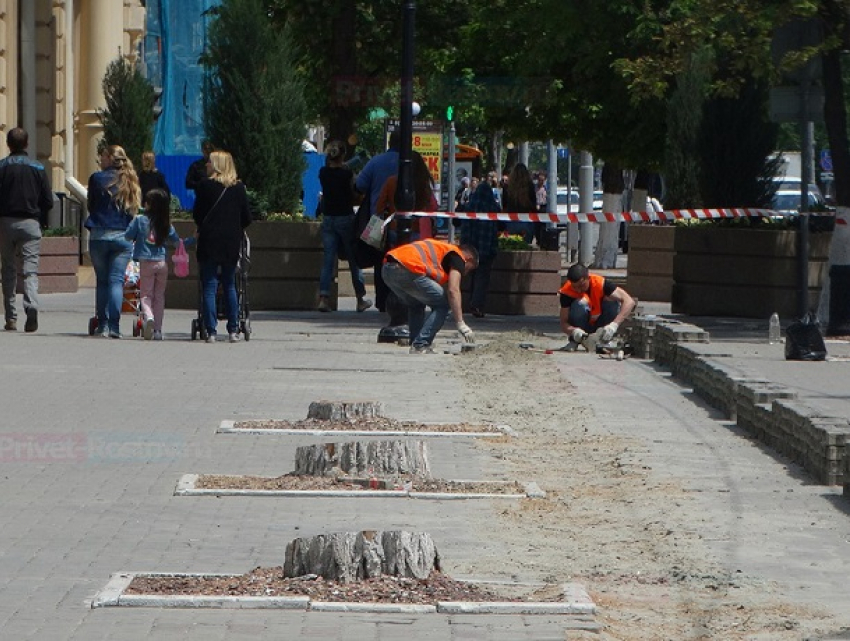 На центральной улице Ростова чиновникам помешали десятки тенистых деревьев