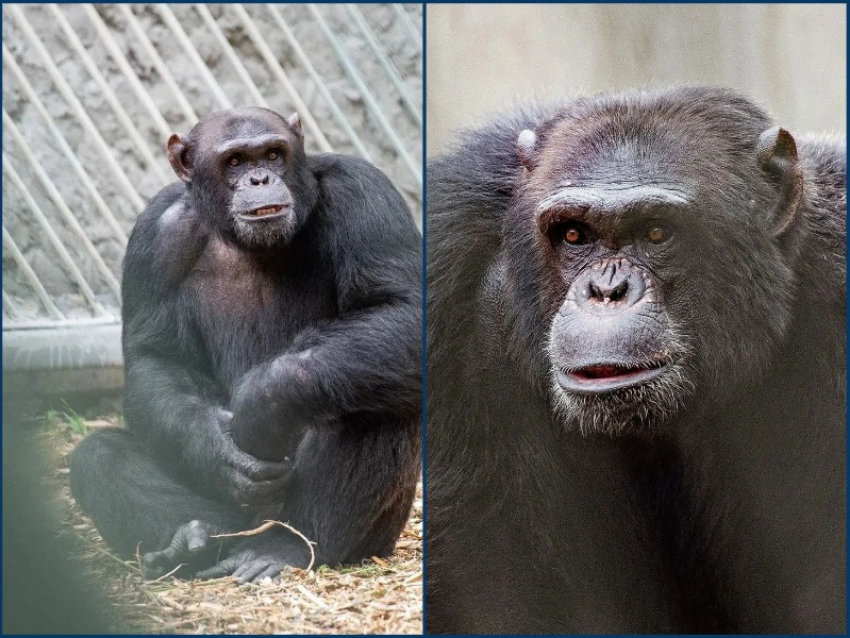 Шимпанзе-художник Майкл отметил 21-й день рождения 