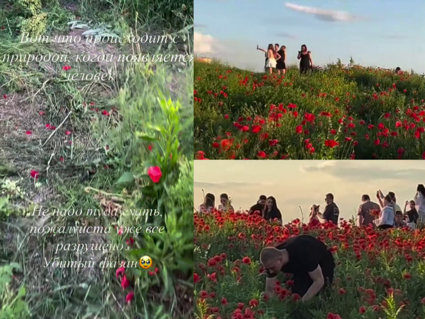 Маковое поле на Северном превратили в грязь ради эффектных видео