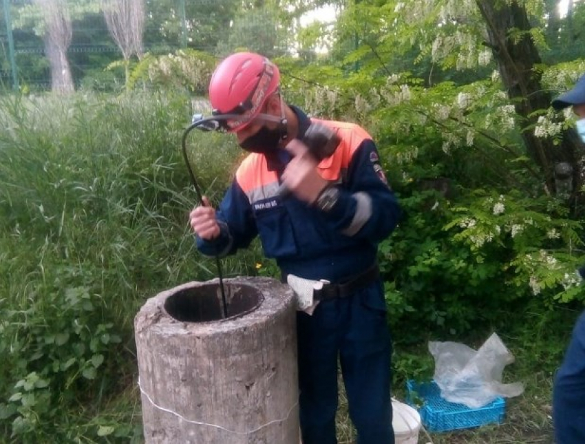 Спасатели освободили семью дворняг из замурованного бомбоубежища