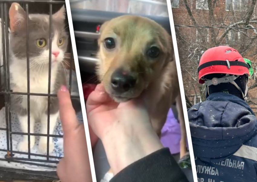 В Ростове волонтеры и МЧС спасли животных из рухнувшего дома на Нариманова 