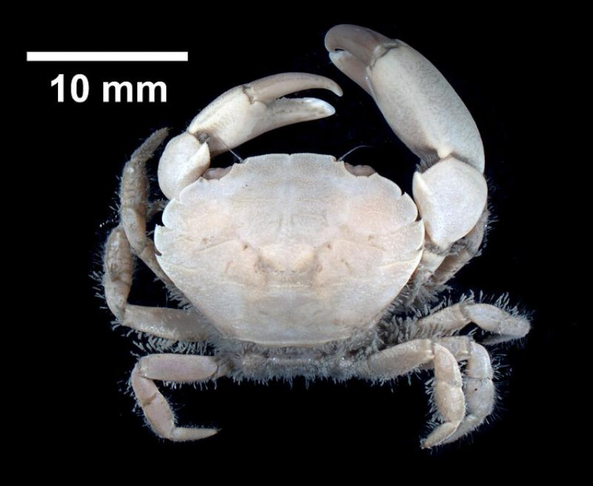 В Азовском море обнаружили новый вид краба-переселенца