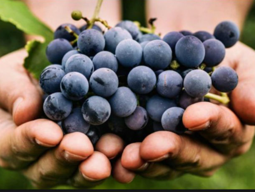 Гаражисты и профи угостят ростовчан сахарным виноградом и ароматным вином