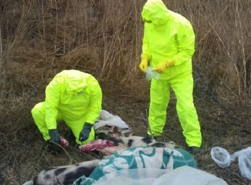 Мертвых свиней с признаками африканской чумы обнаружили в лесополосе под Новочеркасском