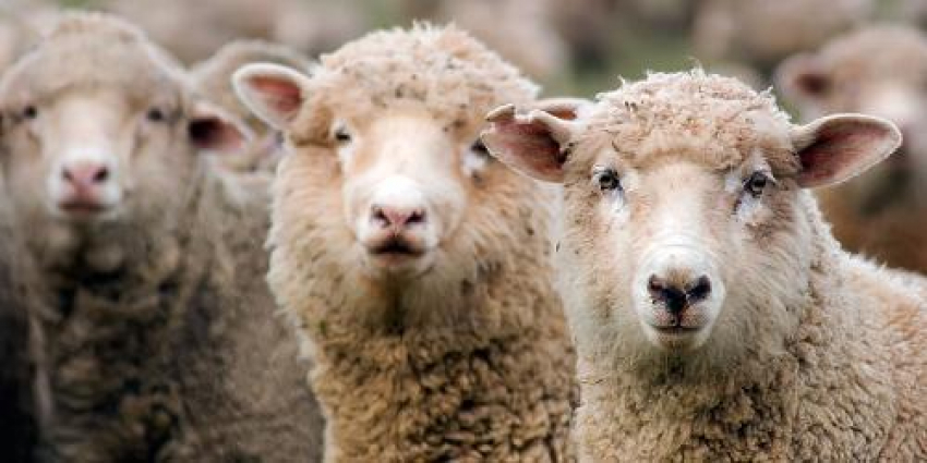 Полиция задержала вора овец в Ростовской области
