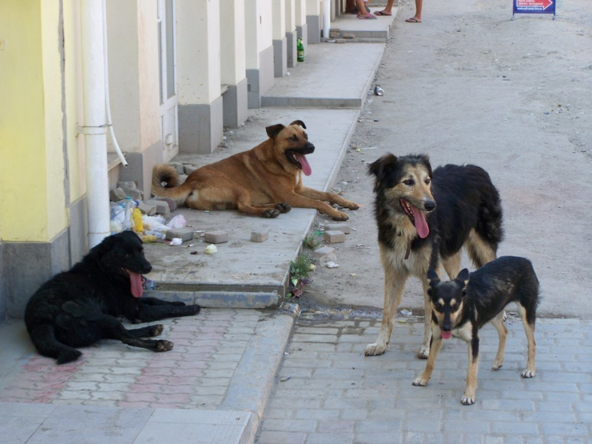 В Таганроге «свадебный картеж» собак не дает детям прохода