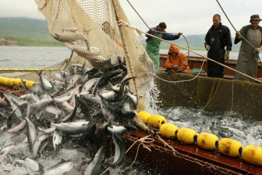 Ростовские рыболовные компании ушли на вынужденный простой из-за возможных провокаций в Азовском море