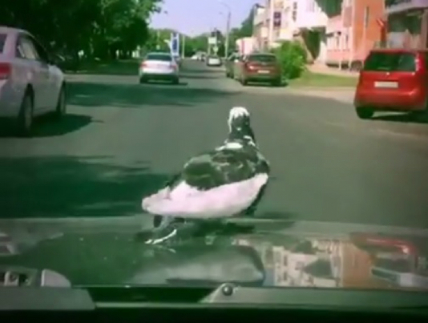 Совершенно обленившийся летать голубь решил кататься по Ростову на машине