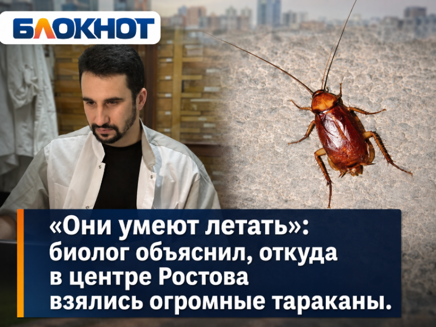 «Они умеют летать»: биолог объяснил, откуда в центре Ростова взялись огромные тараканы