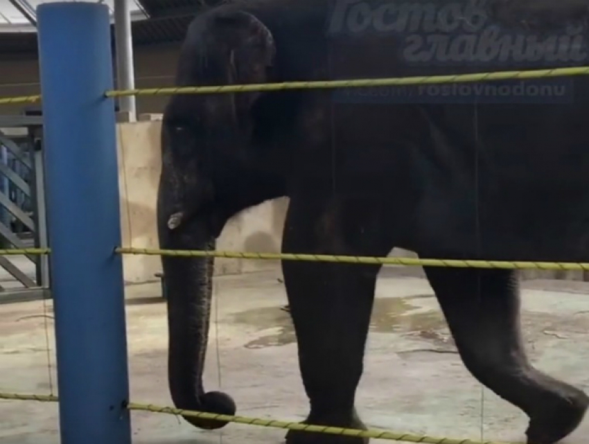 Комичную ситуацию с «неприличным» слоном и ребенком в зоопарке Ростова сняли на видео