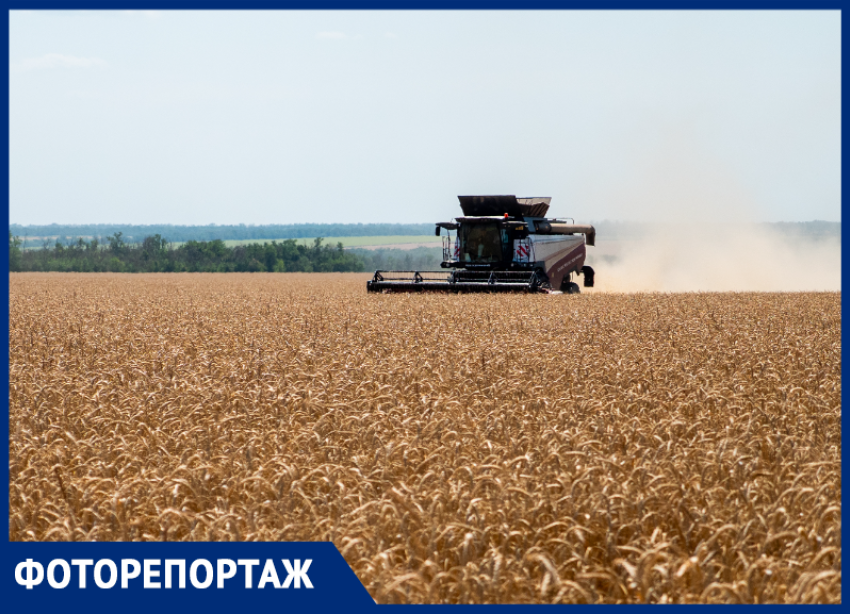 Как проходит уборка урожая в Ростовской области — в объективе фотографа 