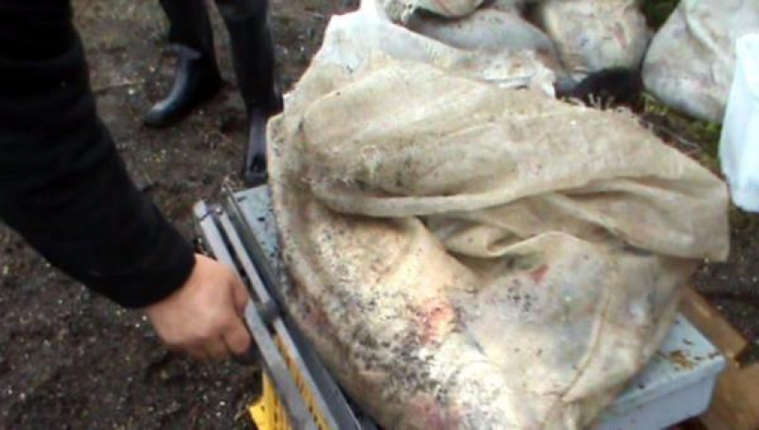 У донских браконьеров изъяли  почти 400 килограммов рыбы