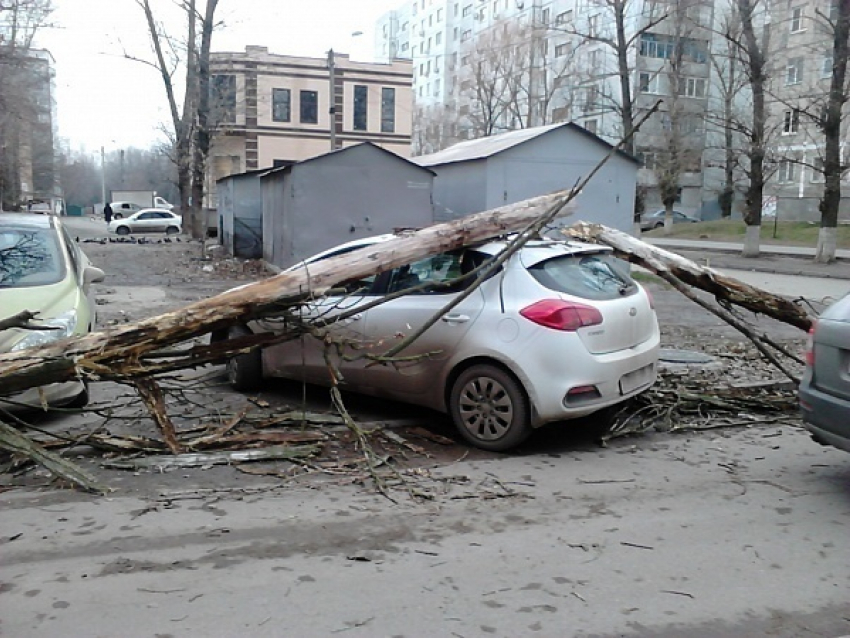 В Ростове из-за ветра дерево разбило две иномарки