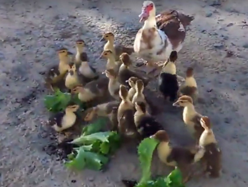 Изумительная кормежка утят листьями салата вызвала волну умиления у ростовчан