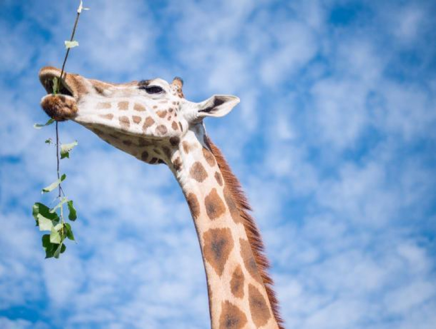 Интересно провести каникулы вместе с животными предлагает ростовский зоопарк школьникам 