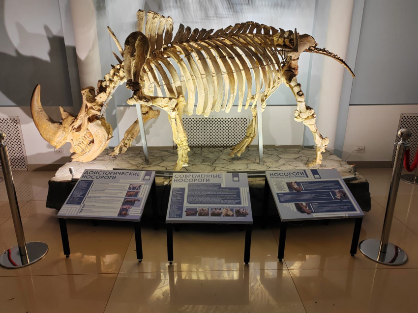 В Ростовском зоопарке появился настоящий скелет носорога с 3D рогами