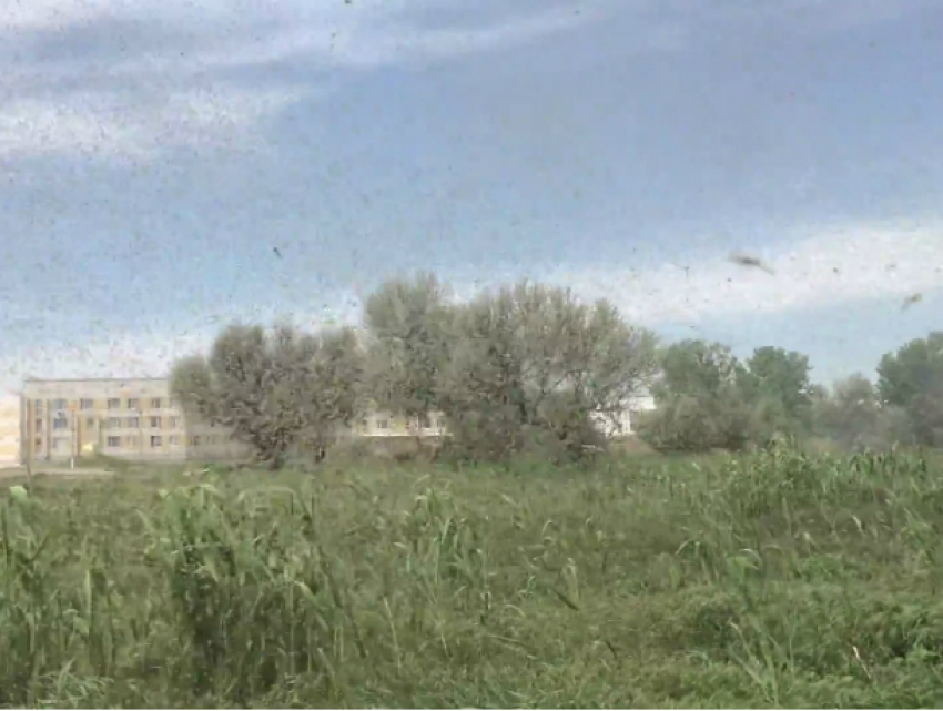 Огромная туча комаров закрыла небо в погожий день в Ростовской области и попала на видео