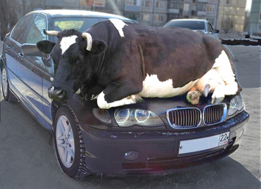 В Ростовской области автомобиль «БМВ» столкнулся с коровой