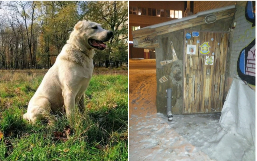 Собственников приюта для животных в Ростове обвинили в краже домашних собак и вымогательстве