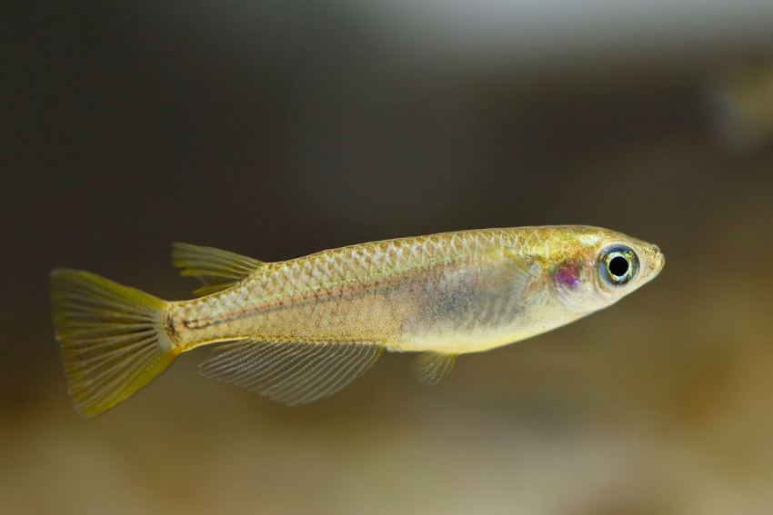 В водоемах Ростовской области обнаружили новый вид рыбы
