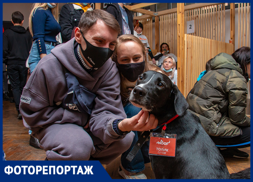 В Ростове-на-Дону прошел фестиваль бездомных животных 