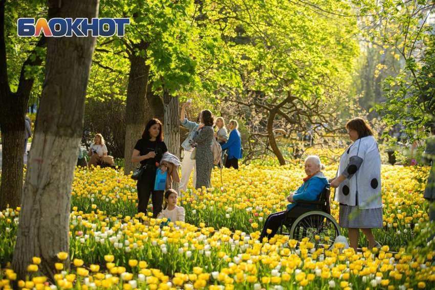 Где будут расти цветы в Ростове решат четверть миллиарда бюджетных рублей