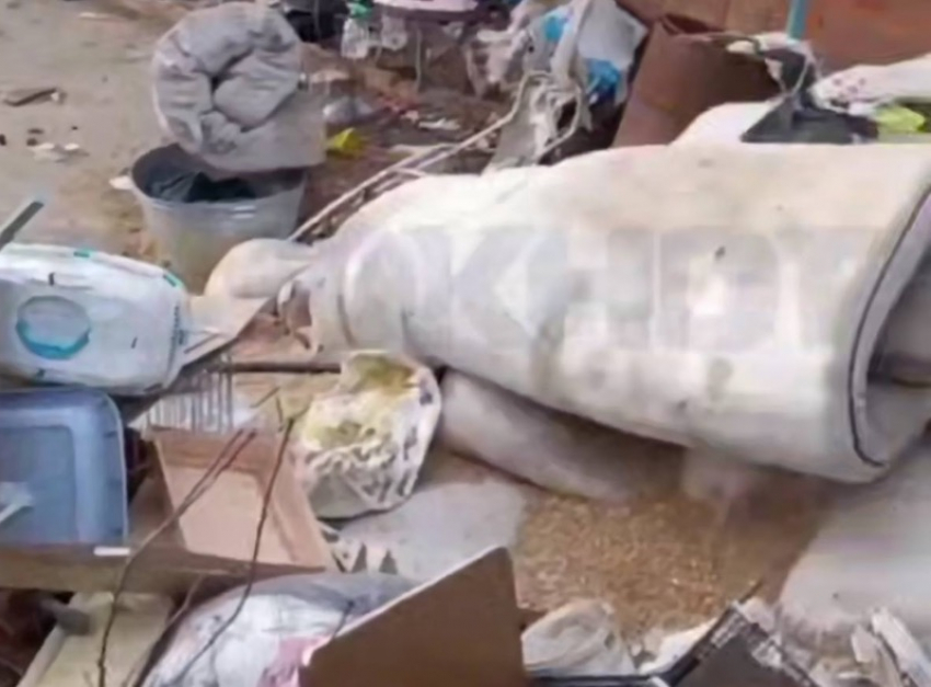 Владельцу приюта, где нашли трупы животных, задержали после попытки поджога 