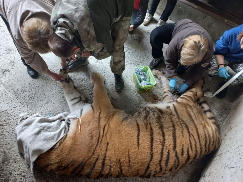 В зоопарке Ростова сделали маникюр пожилому тигру Артему