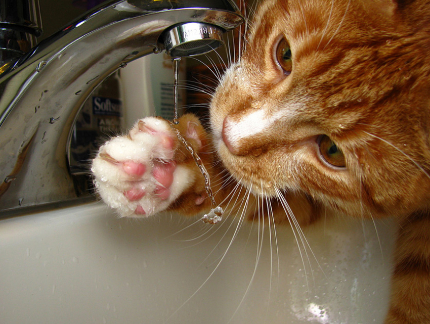 Десятки квартир останутся без воды пятого апреля в Ростове