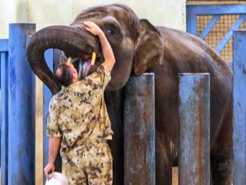 Интимную дамскую процедуру сделали слонихе в ростовском зоопарке